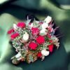 flower-adelaide-rose
