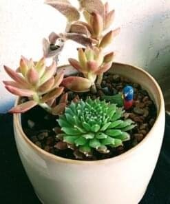Plants