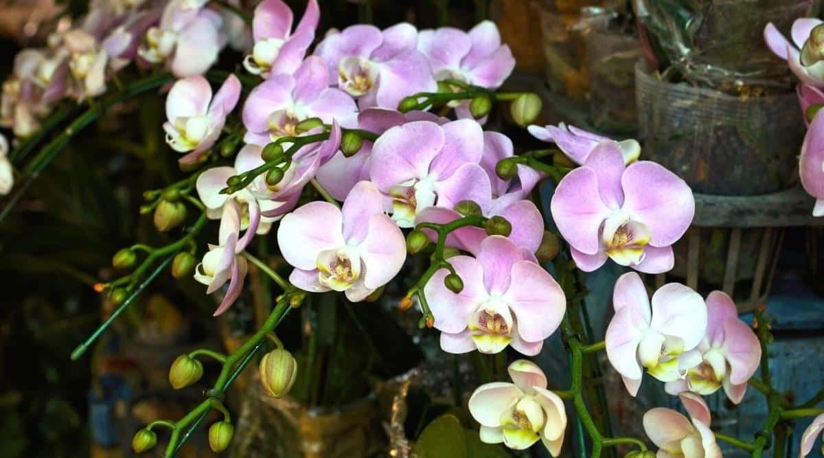 flower-adelaide-buttonholes-corsages-boutonnieres