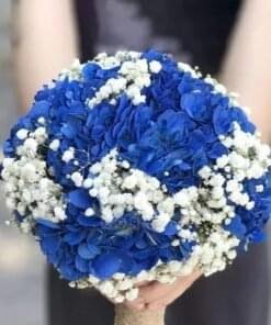 Hydrangeas Bridal Bloom