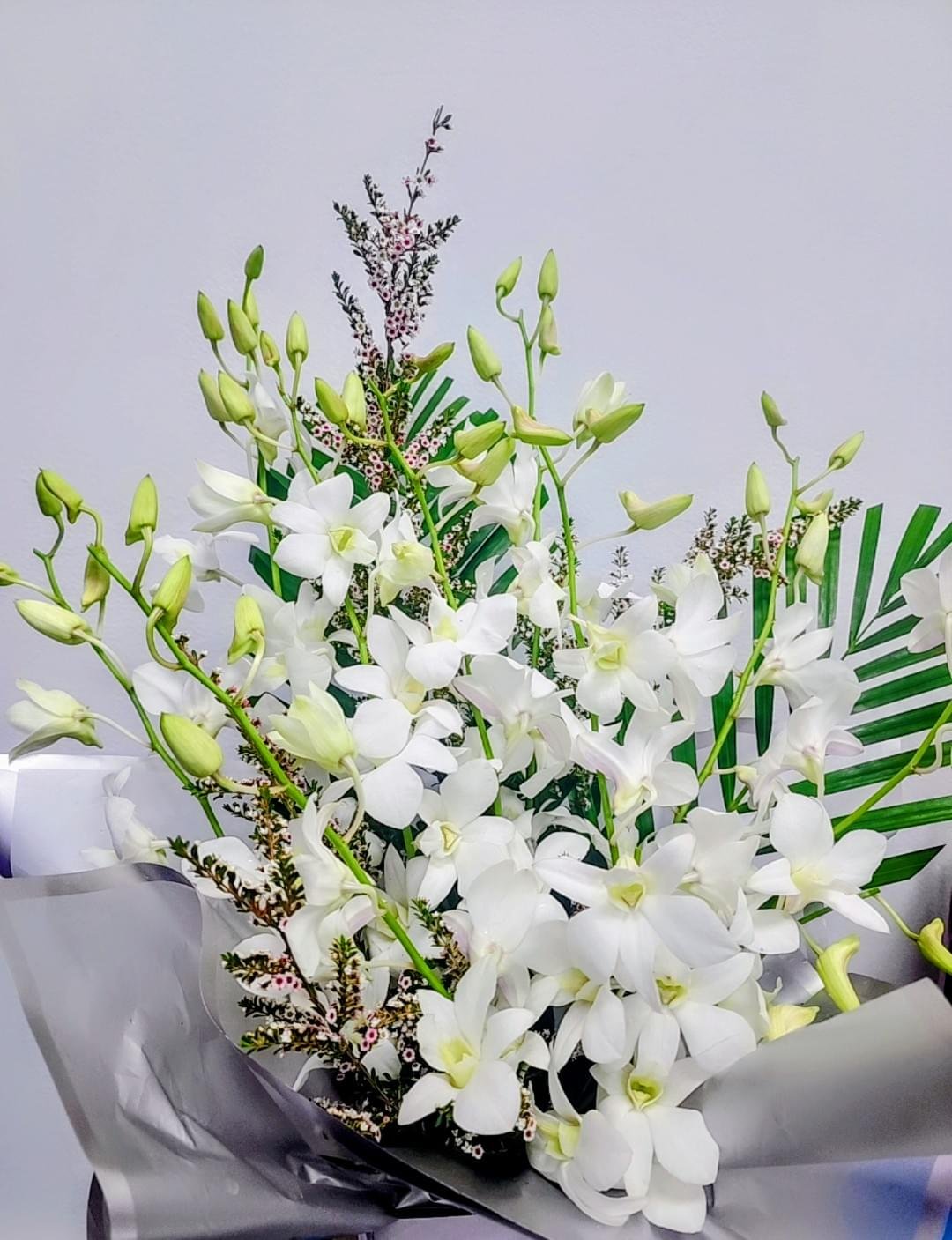 Orchid Grace